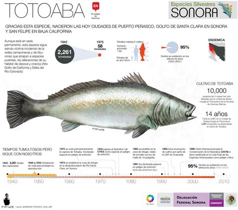 totoaba fish population