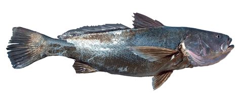 totoaba macdonaldi