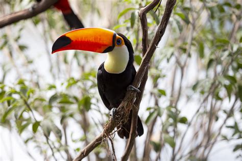 toucan aviary