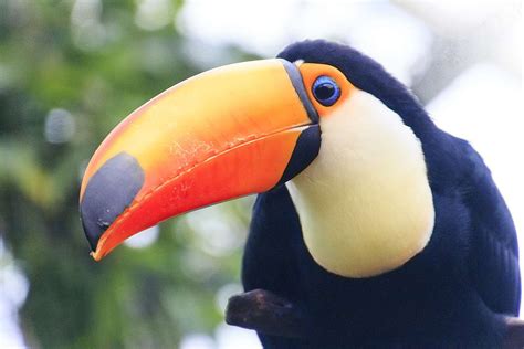 toucans