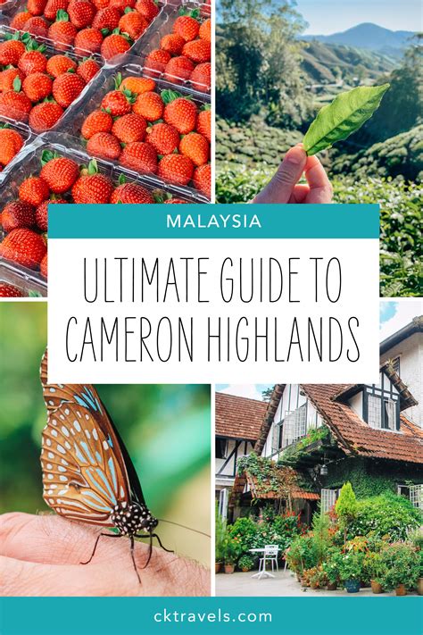 tour guide Cameron Highlands