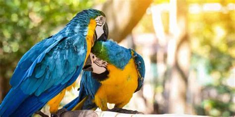 tour operator macaw parrot