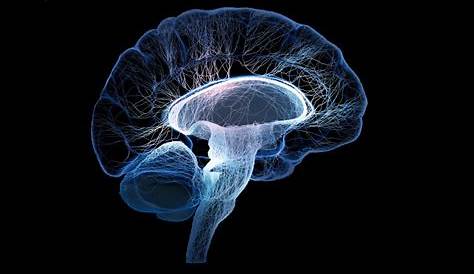 Tourette Syndrome Brain Scientists Use Neuroimaging, Studies To Probe
