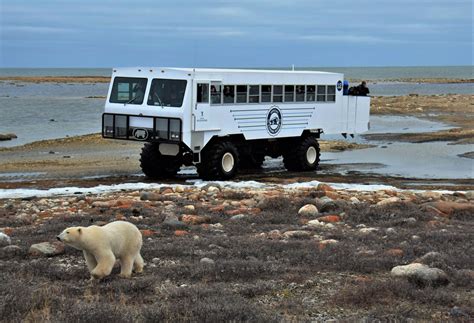 tours to churchill canada