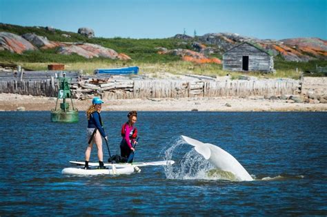tours to churchill manitoba in summer