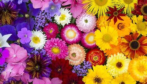 6 fleurs vivaces qui fleurissent tout l'été Graines de
