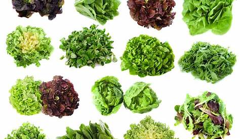 Salades vertes printanières éclatantes de couleurs en 15