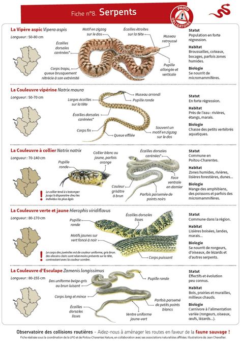 tout savoir sur le serpent