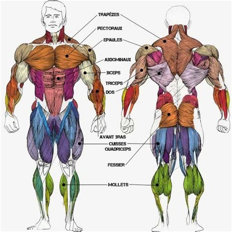 tout savoir sur les muscles