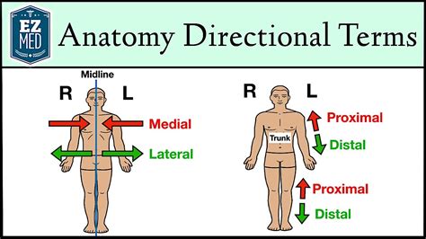 toward the right medical terminology
