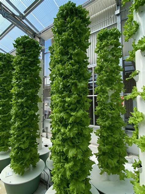 Tower For Growing Lettuce