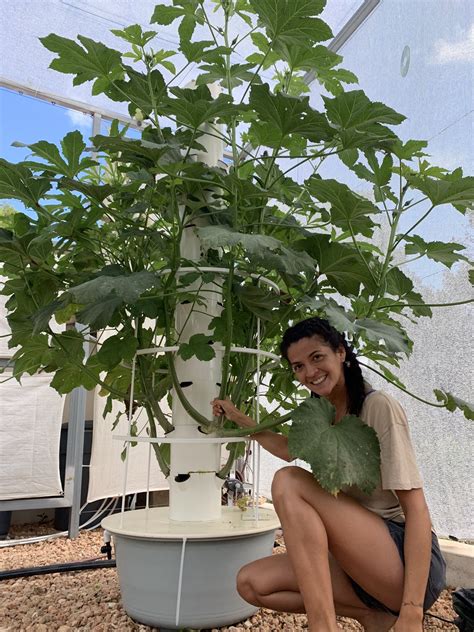 Tower Garden Okra