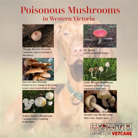 toxic mushrooms to dogs