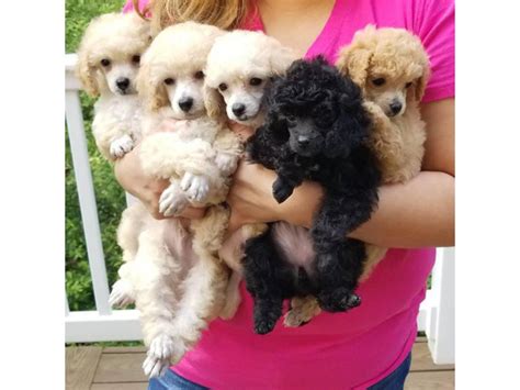 Toy poodle puppies for sale in little rock arkansas