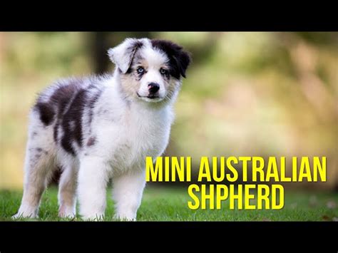 Toy Aussie Life Span