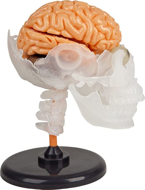 toy brain for kids
