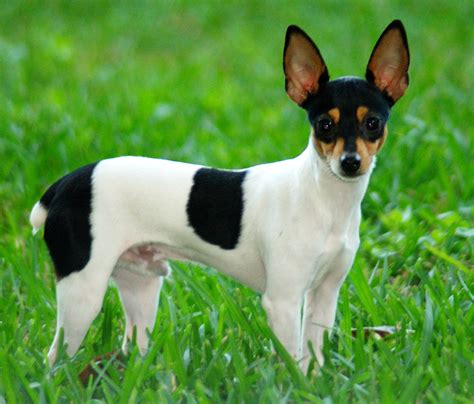 Discover 10 Insights toy fox terrier Tiny Dog Big Heart