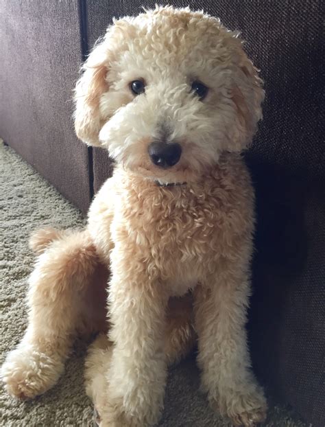 Toy Goldendoodle F1B
