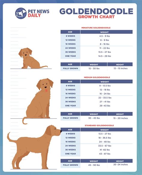 Toy Goldendoodle Weight Chart