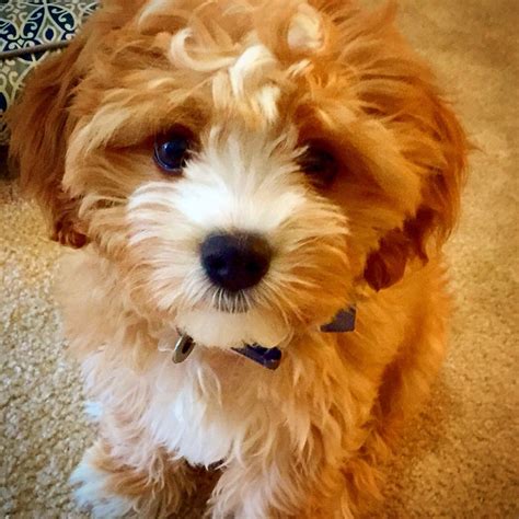 toy poodle cavalier king charles spaniel mix