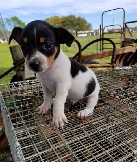 toy rat terrier for sale