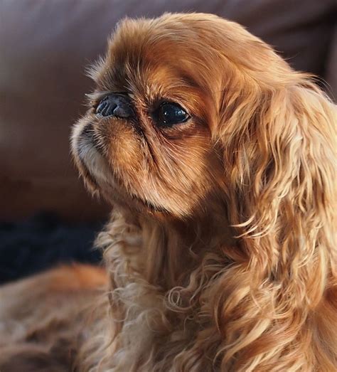 Toy Spaniel Cost