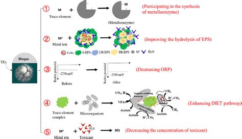 Trace Elements Anaerobic Digestion