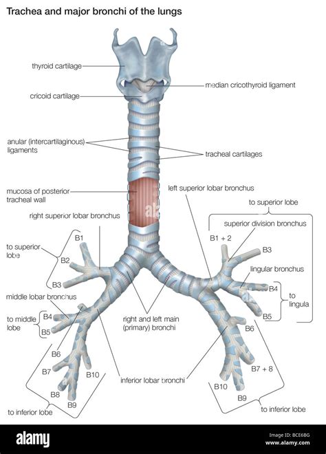 Trachea And Bronchus Difference