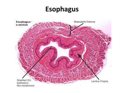 trachea and esophagus histology labeled