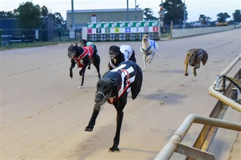 trackinfo greyhound racing news