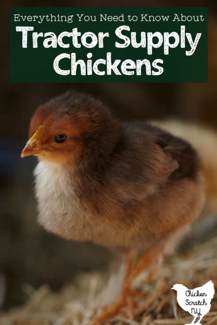 tractor supply chicken list