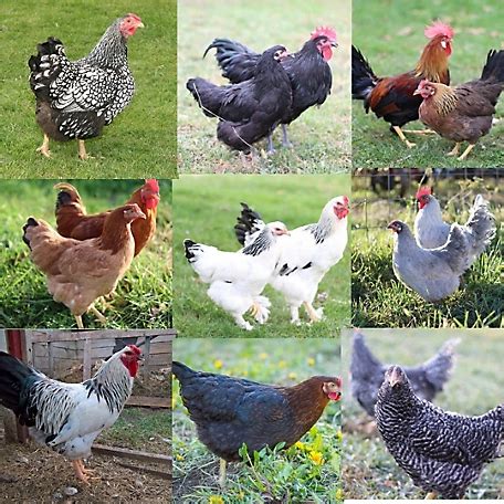 tractor supply chickens for sale