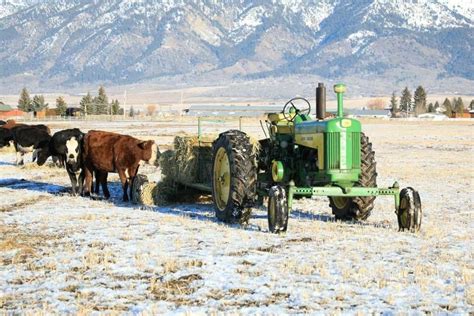 Tractor Video With Cows