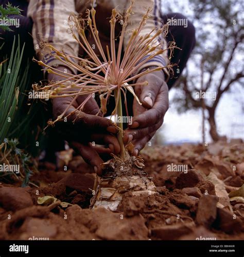 traditional medicinal plants in south africa