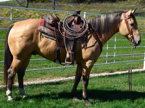trail horses for sale texas