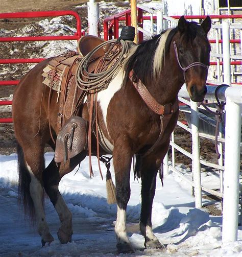 trail ride horses for sale near me