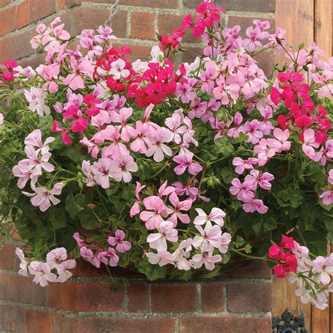 trailing geraniums garden ready plants