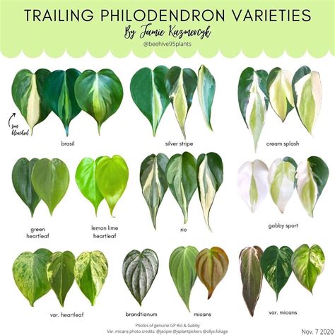 Trailing Plant Names