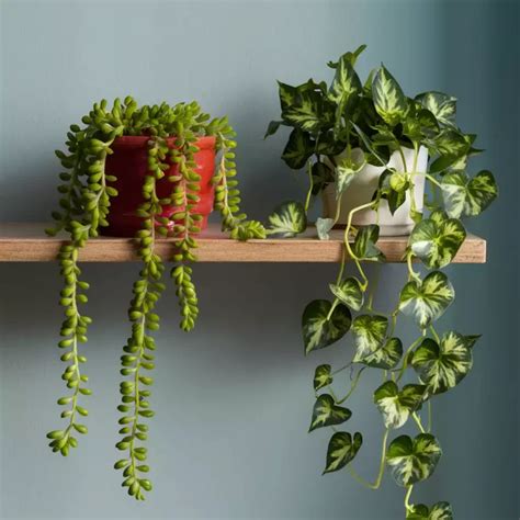 trailing plants safe for cats