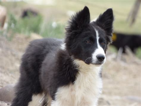 trained border collies for sale