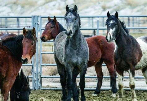 trained mustang horses for sale