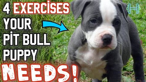 training a pit bull puppy