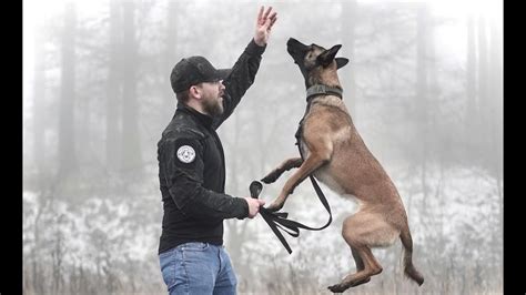 training belgian malinois dogs
