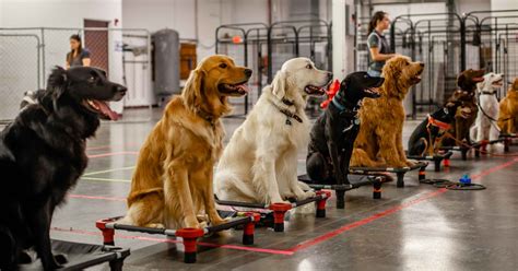 training classes for puppies near me