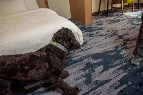 Training Dog For Bed Bug Detection