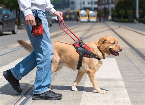 training of service dogs
