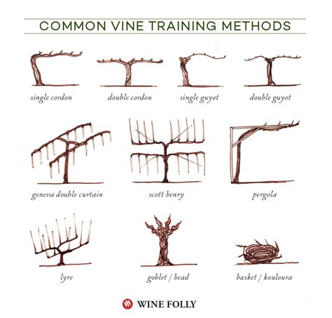 Training Table Grape Vines