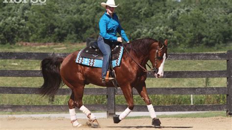 training the western pleasure horse