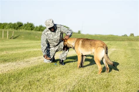 training your own ptsd service dog