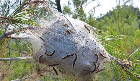 Chenilles processionnaires du pin : traiter les nids en automne - Santé